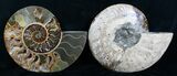 Large Inch Split Ammonite Pair #4366-1
